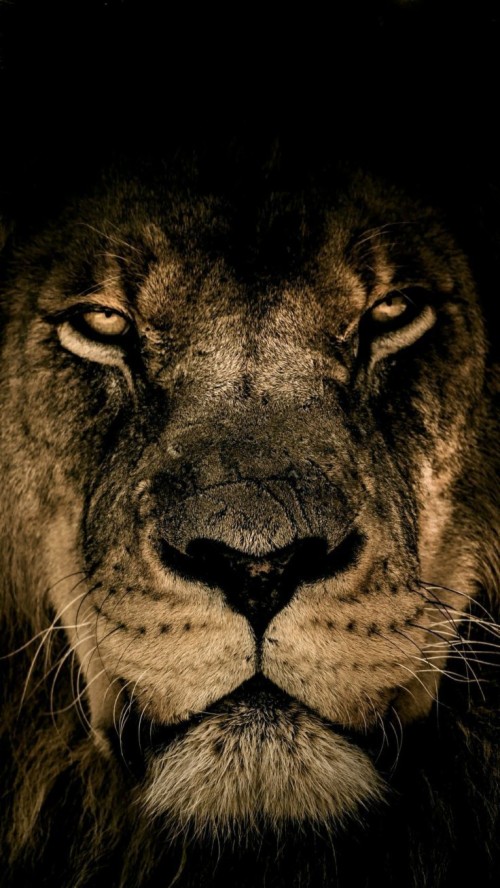4k Animals Sunset Wallpaper For Iphone Iphone X Wallpaper 4k Hd Wallpaper Backgrounds Download