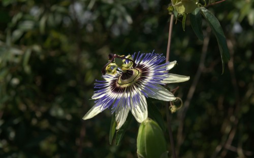 Passion Flower Wallpaper - Passionflower (#1571102) - HD Wallpaper