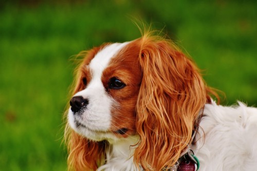 King Charles Cavalier Adults (#1597962) - HD Wallpaper & Backgrounds ...