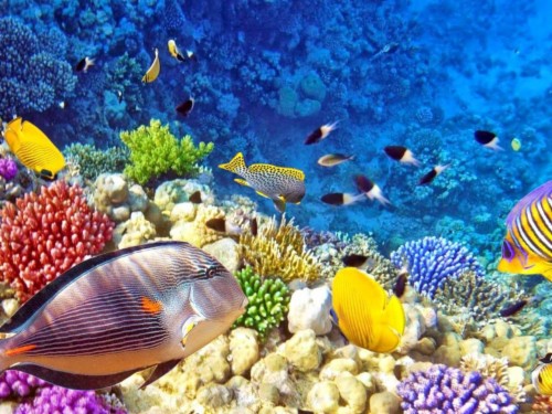 Hd Wallpaper Background Image Id 541508 Source - Real Under The Sea ...