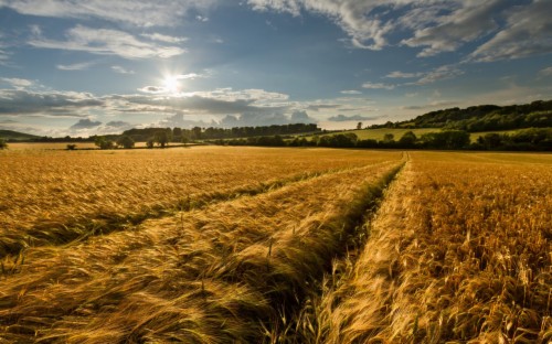 Download Corn Field Wallpapers And Stock Photos - Paisajes Campo De