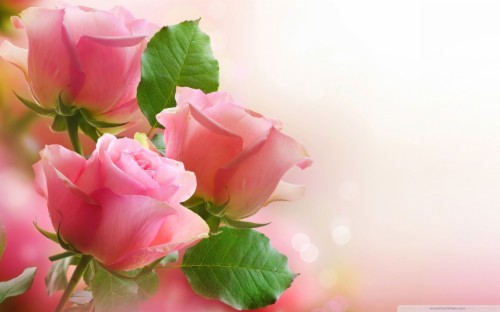 Pink Rose Flowers Flower Wallpapers Nature Images Flower