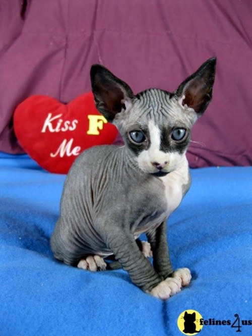 munchkin sphynx for sale