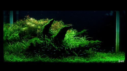 Aquascape Wallpaper 4k 3098962 Hd Wallpaper Backgrounds Download