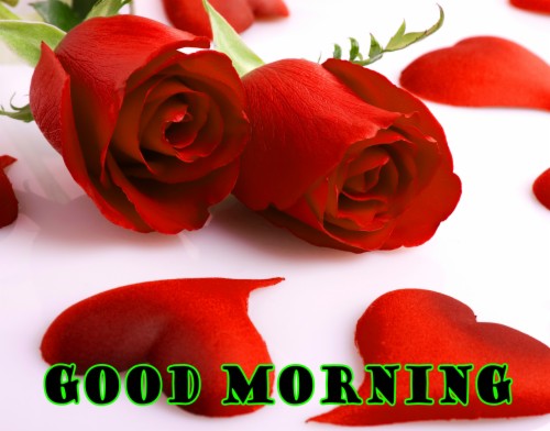 Get Inspired For Good Morning Red Rose Hd Wallpaper wallpaper