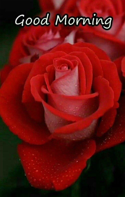 Good Morning Red Rose Images - Beautiful Rose Good Morning (#174664) - HD Wallpaper