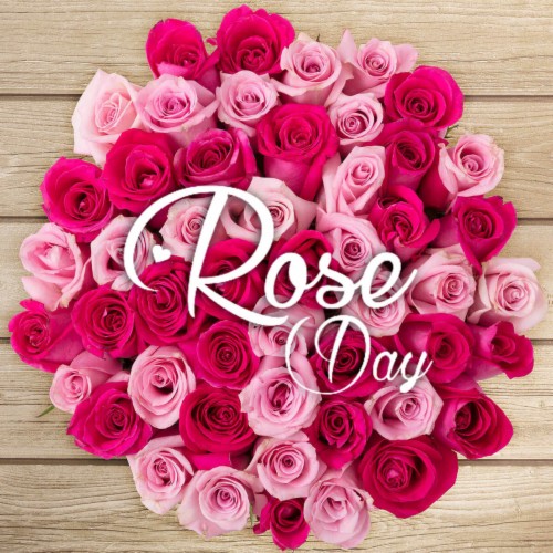 List of Free Happy Rose Day Hd Wallpapers Download - Itl.cat