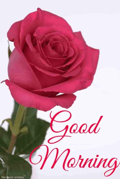 Good Morning Red Rose Images - Beautiful Rose Good Morning (#174664 