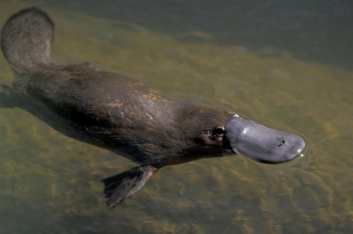 Platypus Wallpapers - Animal Has Webbed Feet (#1717901) - HD Wallpaper ...