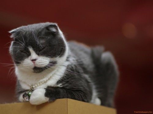Download Wallpaper Scottish Fold Scottish Fold Tail Domestic