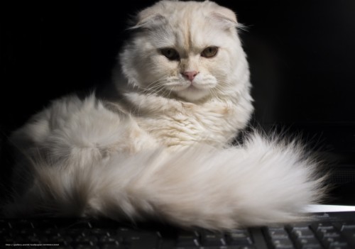 Download Wallpaper Scottish Fold Scottish Fold Tail Domestic