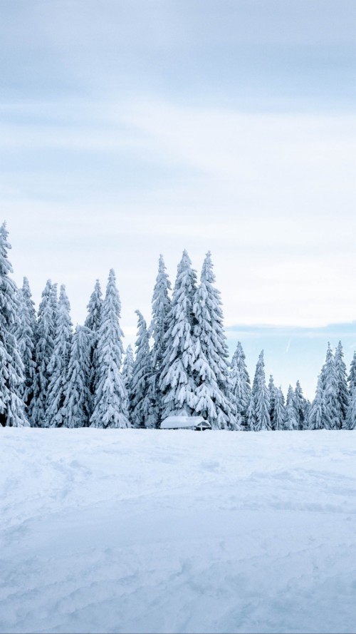 Wallpaper Snow, Winter, Trees, Winter Landscape, Snowy - Snow (#1822770 ...