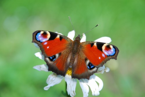 Peacock Flower Butterfly - Peacock Scenery (#1254702) - HD Wallpaper ...