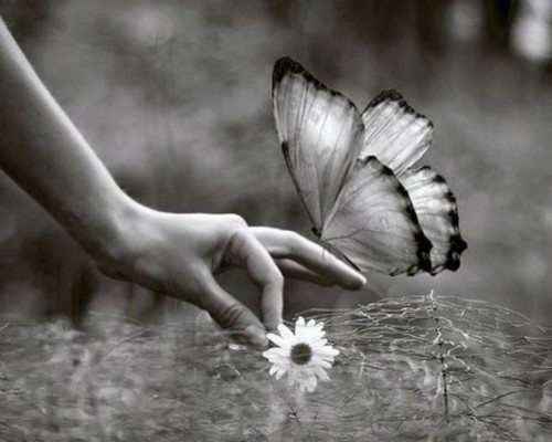 Flower White Butterfly Black Hand Wallpaper Pictures Flower