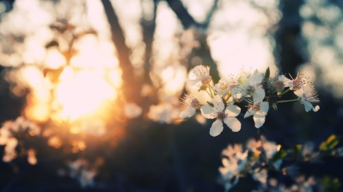 Spring Wallpapers - Sun Hd (#1869394) - HD Wallpaper & Backgrounds Download