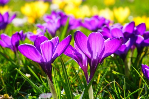 Beautiful Crocus Flower Spring Season Wallpaper - Flower In Spring ...