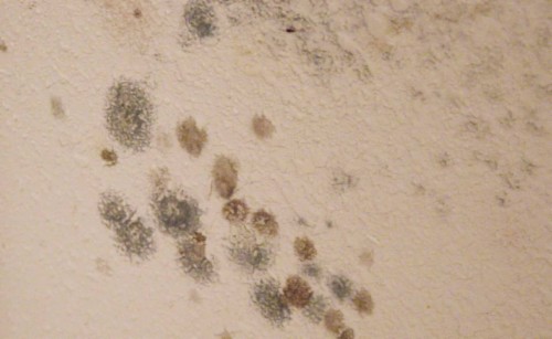 Mold Behind Wallpaper Is A Health Concern - Toxic Mold (#1881602) - HD