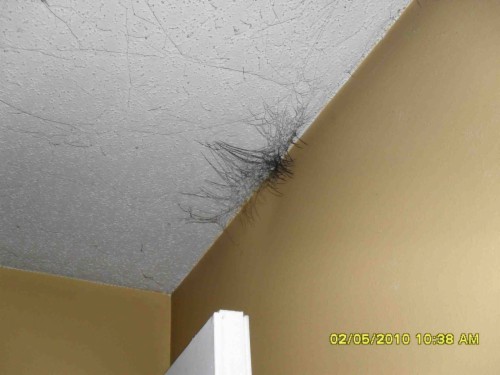 Water Damage Mold And Home Insurance Water Damage House