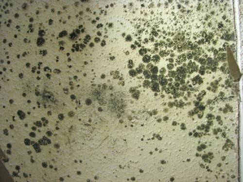 Mold Growth Behind Wallpaper - Plywood (#1881715) - HD Wallpaper