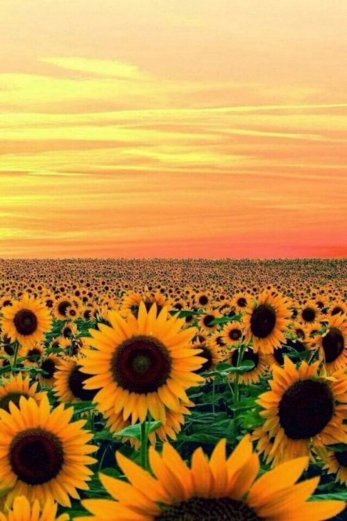 Featured image of post Tumblr Sunflower Wallpaper With Quotes / When you love nature and the beauty it provides through flowers, you&#039;ll want to see our pictures of sunflowers.