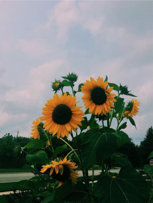 wallpaper tumblr sunflower 🌻🌻🌻