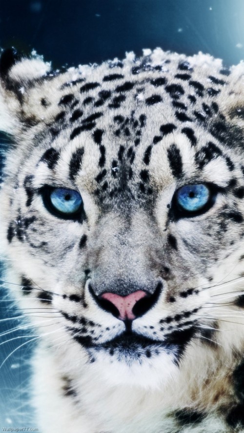 Clouded Leopard With Blue Eyes (#1887314) - HD Wallpaper & Backgrounds ...