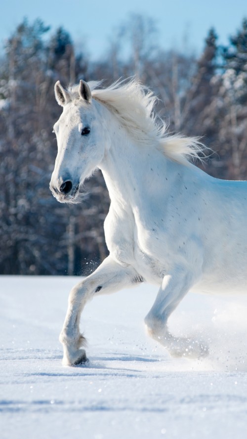 A White Horse Running Through The Snow - White Horse Wallpaper For ...