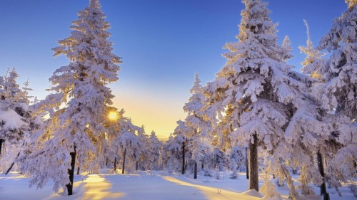 Beautiful Winter Sun Wallpaper Desktop - Snowy Trees With Sun (#1902589 ...