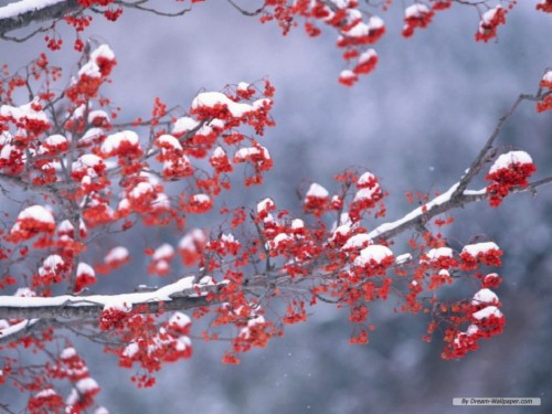 Free Winter Wallpaper Simple Winter Wallpaper Desktop 1903217