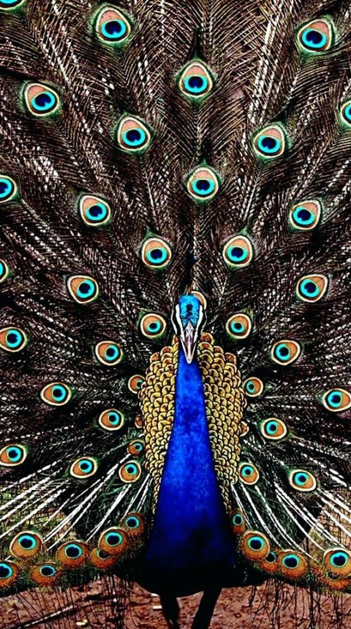 List Of Free Colorful Wallpapers Download Page 19 Itl Cat