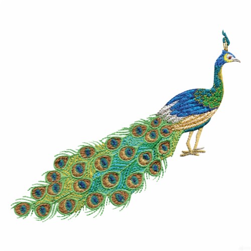 Peacock Border Designs (#1915377) - Hd Wallpaper & Backgrounds Download