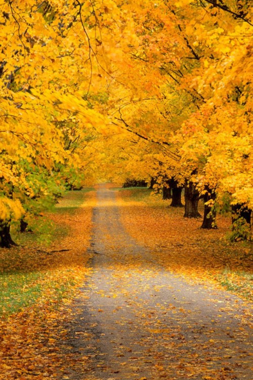 Autumn Road Nature 4k Wallpaper - Orange And Dark Grey Color Palette ...