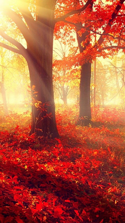 Fall Leaves Live Wallpaper 4k Autumn Tree (478178) HD Wallpaper