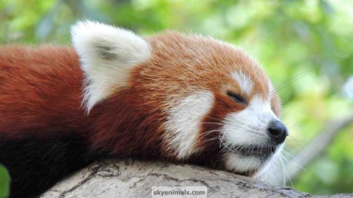 Download Sad Baby Red Panda Wallpaper - Red Panda On Itl.cat