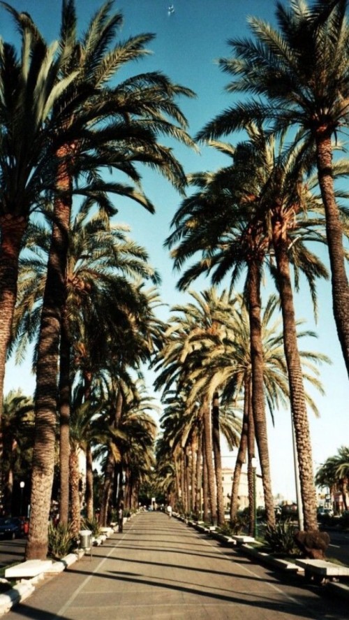 30++ Black And White Palm Trees Iphone Wallpaper - Paseo Wallpaper