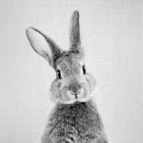 Black & White Wallpaper By Galdesign - Bunny Prints On Canvas (#2011726