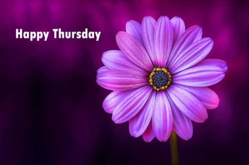 Good Morning Thursday Images Wallpaper Photo Pictures Good