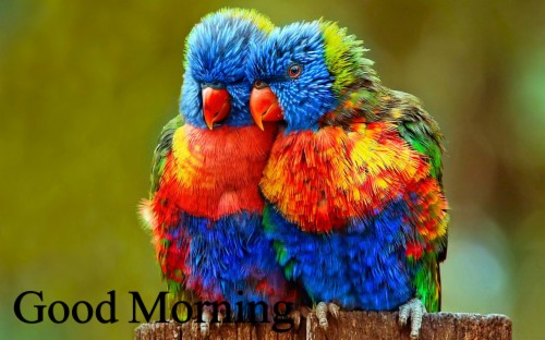 Best Good Morning Love Wallpaper Download Full Hd Pics Love