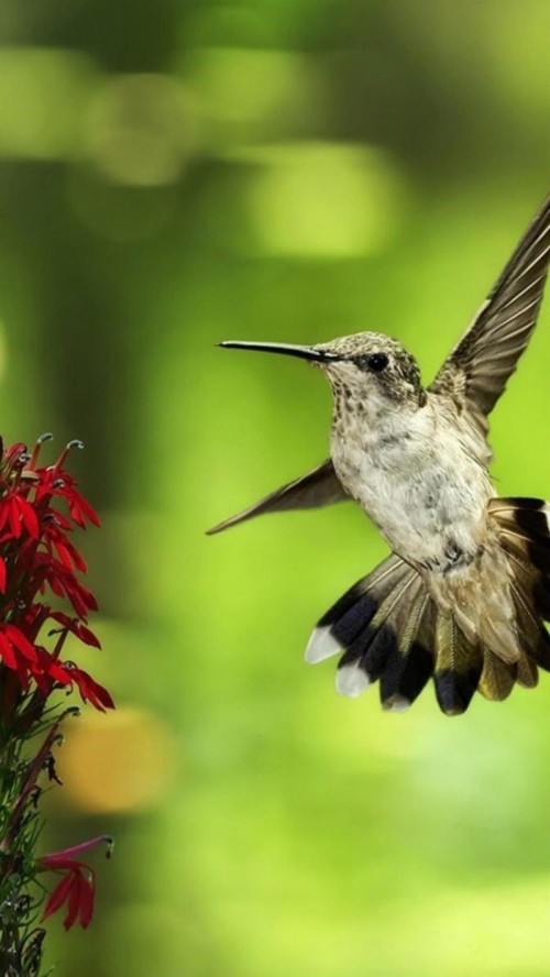 Download #birds, Hummingbird Wallpaper Hd, Desktop Backgrounds ...