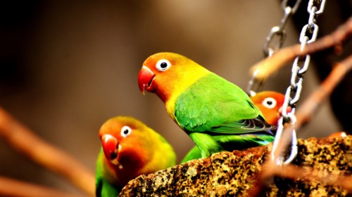 Parrot Birds Kissing Wallpaper - Hd Wallpaper Colorful Parrots (#143915 ...