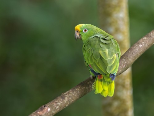 Green Parrot Hd Wallpaper - Beautiful Parrot (#2039466) - HD Wallpaper ...