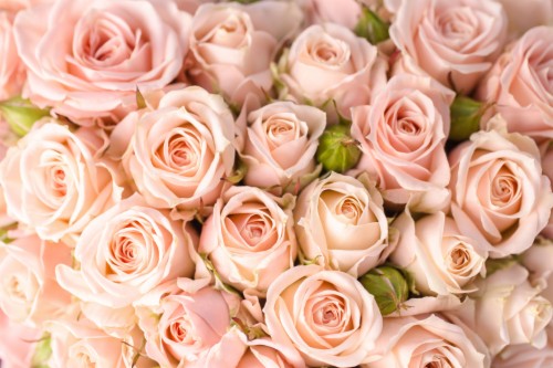 Peach Flower Clipart Rose Background Light Pink Roses Background Hd Wallpaper Backgrounds Download