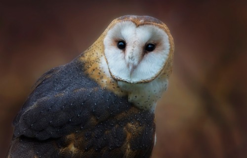 Barn Owl Wallpaper 6 One Wallpaper Online Barn Owl - Owl Flying ...