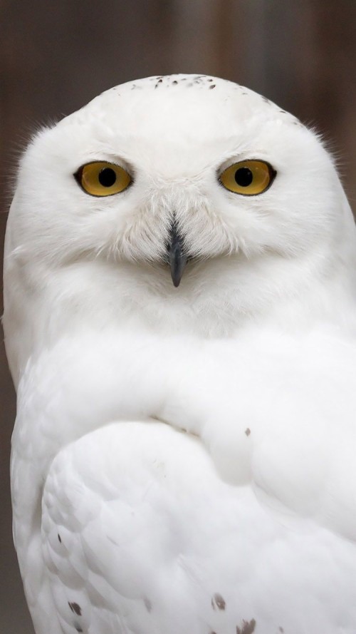Animal / Snowy Owl Mobile Wallpaper - Snowy Owl Wallpapers For Iphone ...