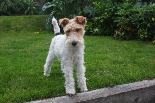 irish wire terrier