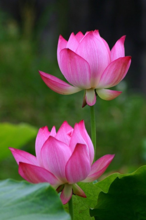 Wallpaper Lotus, Flower, Water, Pink, Blur - Hd Flower In Water ...