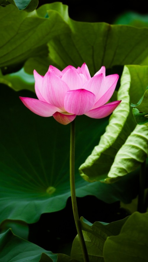 Cool Lotus Background Wallpapers High Definition For - Beautiful Lotus ...