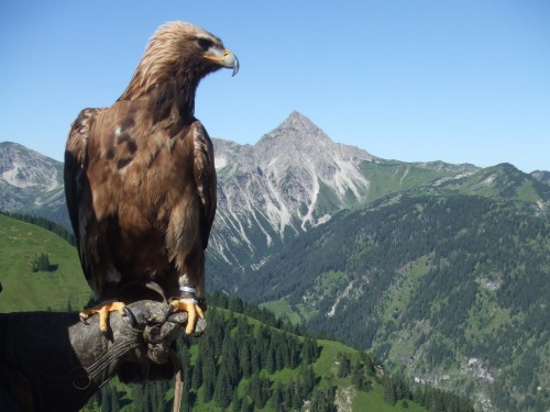 Golden Eagle Wallpaper Golden Eagle Wallpapers Hd