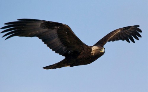 How An Oklahoma Woman Learned To Fly Like An Eagle In