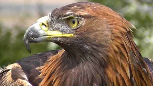 Golden Eagle Iphone 6 Wallpapers Hd Golden Eagle Bird